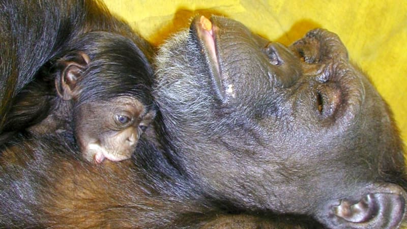 Uhynula geniální šimpanzice. Uměla latinku, čínské znaky a znala i čísla