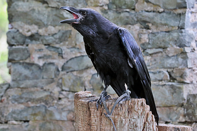 Krkavci klovou ovcím oči, udolají i tele, říkají farmáři. Ochráncům chybí důkazy