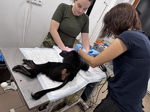 Plzeňská zoo musela uspat opici, někdo z návštěvníků ji patrně nakrmil