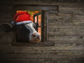 Microsoft couvá. Umělá inteligence ve Windows 11 už není svatá kráva