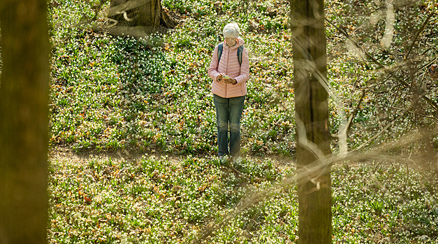 OBRAZEM: Hektary bledulí na zámku Františka Kinského, za fotkami se honí davy